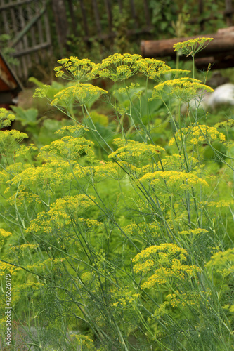 dill garden harvest