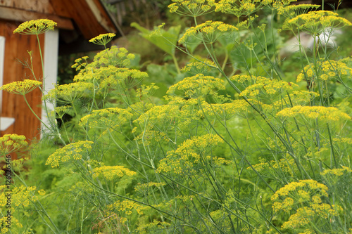 dill garden harvest