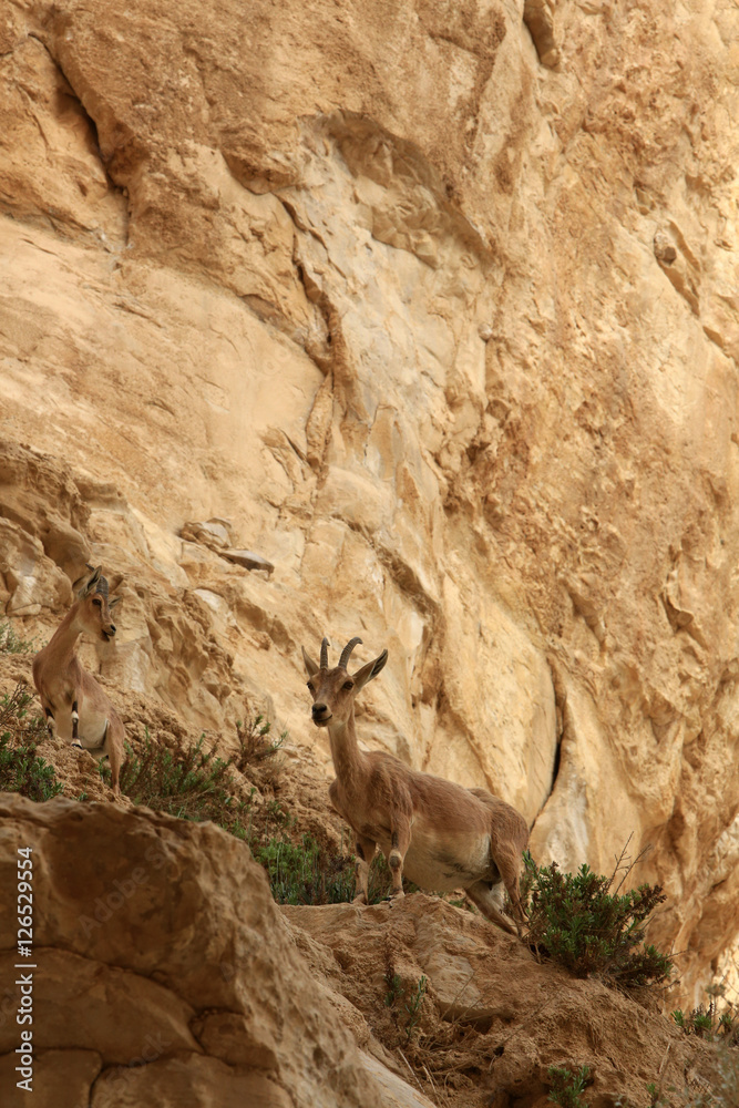Ibexs. Ein Avdat National Park. Negev Desert. Israël. Ibexs. Ein Avdat National Park. Negev Desert. Israël.