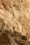Ibexs. Ein Avdat National Park. Negev Desert. Israël.