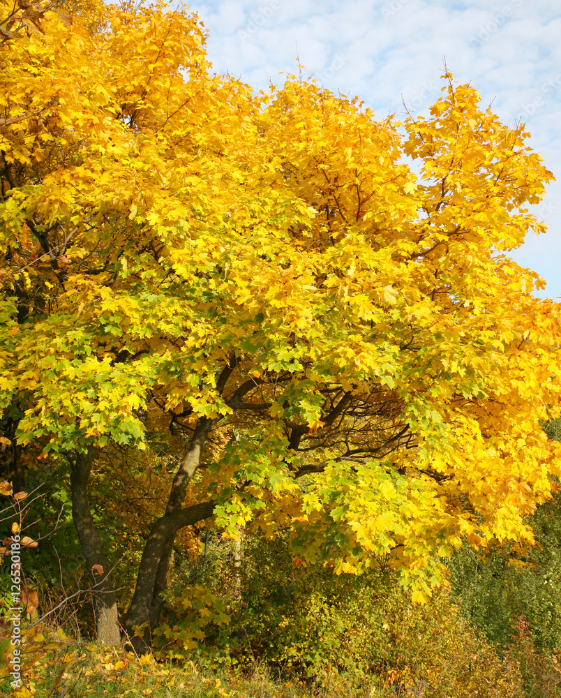 Yellow maple on a blue sky background Yellow maple on a blue sky background