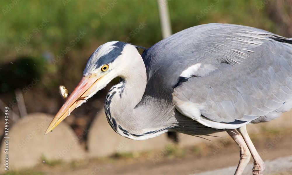 Fototapeta premium heron cendre