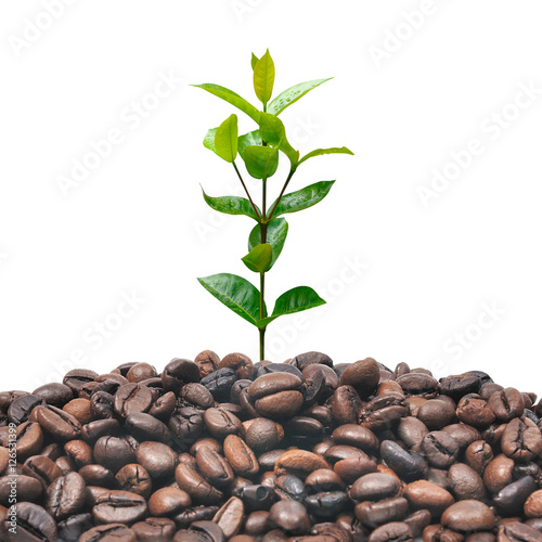 Green plant growth on coffee seed, business concept on white bac