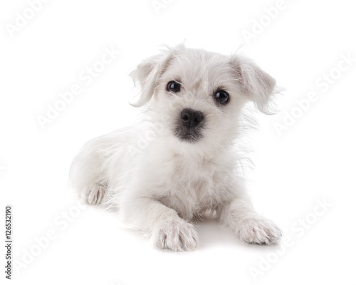 Maltese Westie puppy