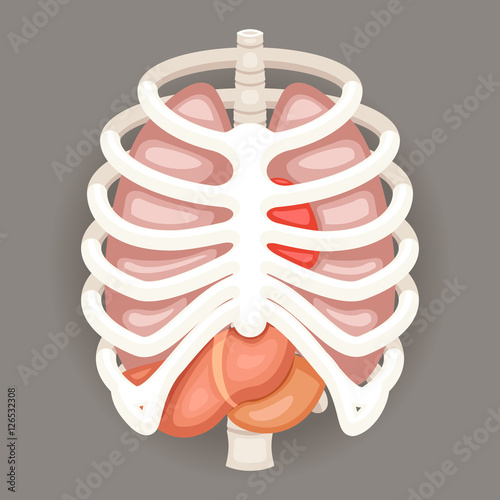 Rib Cage Lungs Heart Liver Stomach Iinternal Organs Icons and Symbols Retro Cartoon Design Vector Illustration