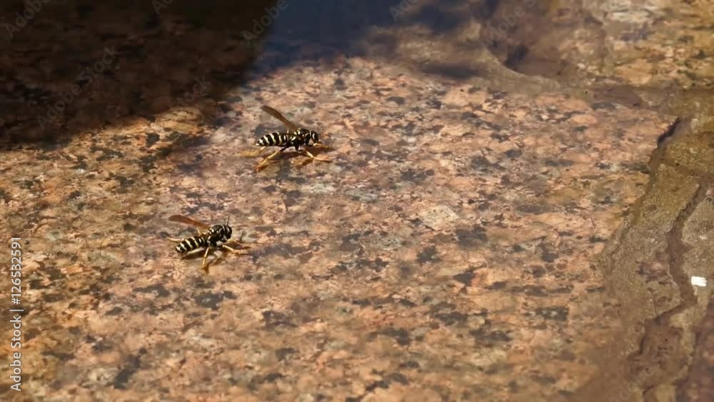 Wasps are floating on the water, drink the water. Wasps are floating on the water, drink the water.