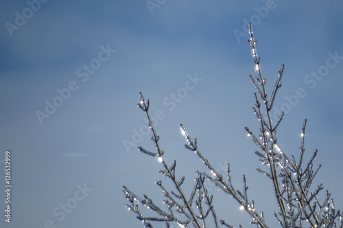 Frosty branches that sparkle in the sunlight in Levis, Quebec, Canada.