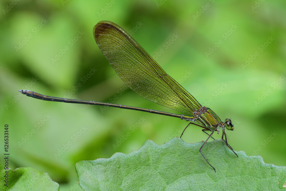 Dragonfly in Thailand and Southeast Asia. Dragonfly in Thailand and Southeast Asia.