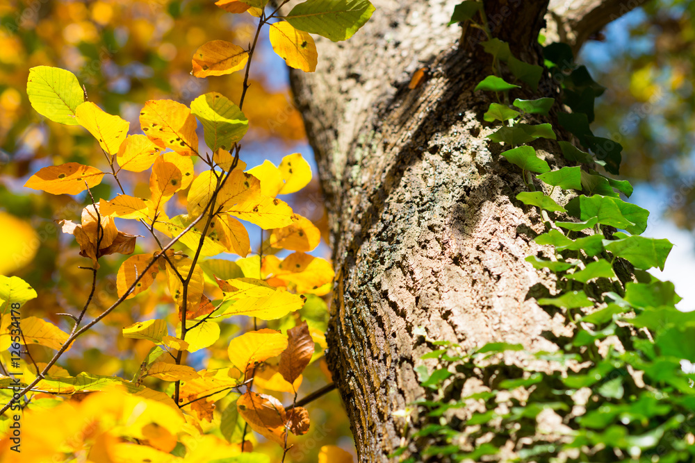 Baumstamm mit Efeu und goldene Blätter im Herbst