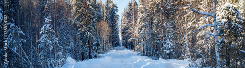 зимняя панорама заснеженного леса, Россия, Урал