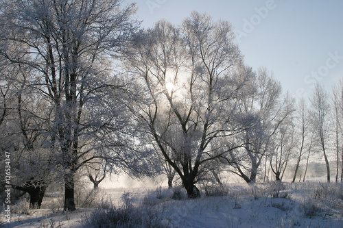 beauty of winter nature