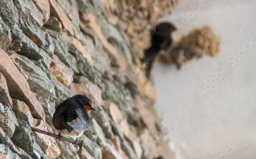Konstfotografi Barn swallows next to their nest