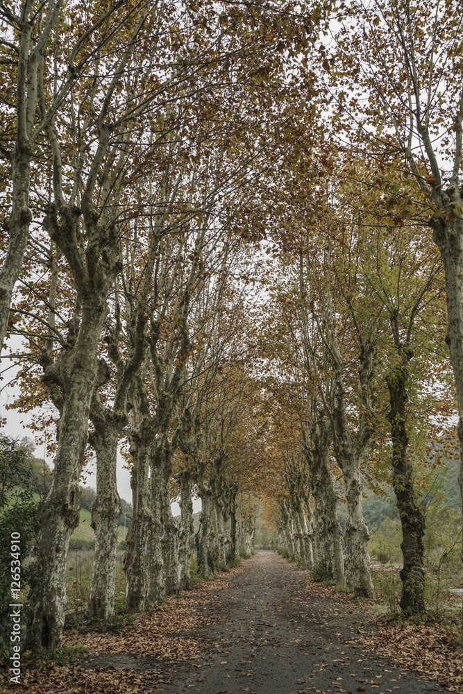 Country road surrounded by trees in autumn