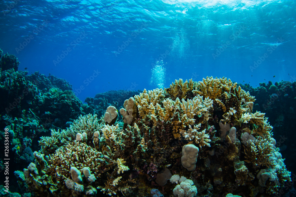 Naklejka premium Ogród koralowy