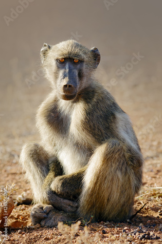 Young baboon relaxing in the cool morning sunrise, Kruger National Park