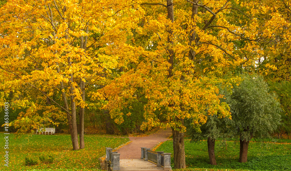 Naklejka premium Yellow trees in the city park.