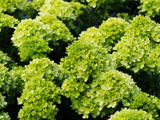 Leinwandbilder Hortensie Rispenhortensie Little Lime im Garten  © Anna Gratys