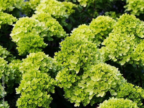 Hydrangea paniculata 'Little Lime' Jane - panicle hydrangea  