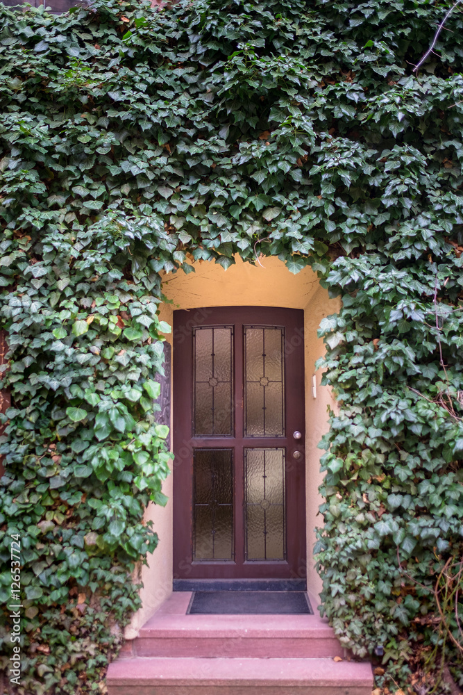 old wooden door surrounded by wall green ivy old wooden door surrounded by wall green ivy