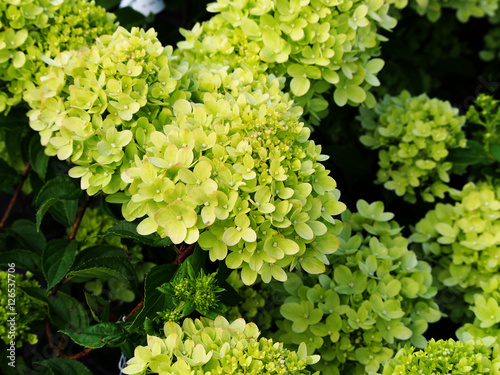 Принти на полотні Hydrangea paniculata 'Little Lime' Jane - panicle hydrangea