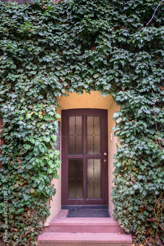 old wooden door surrounded by wall green ivy