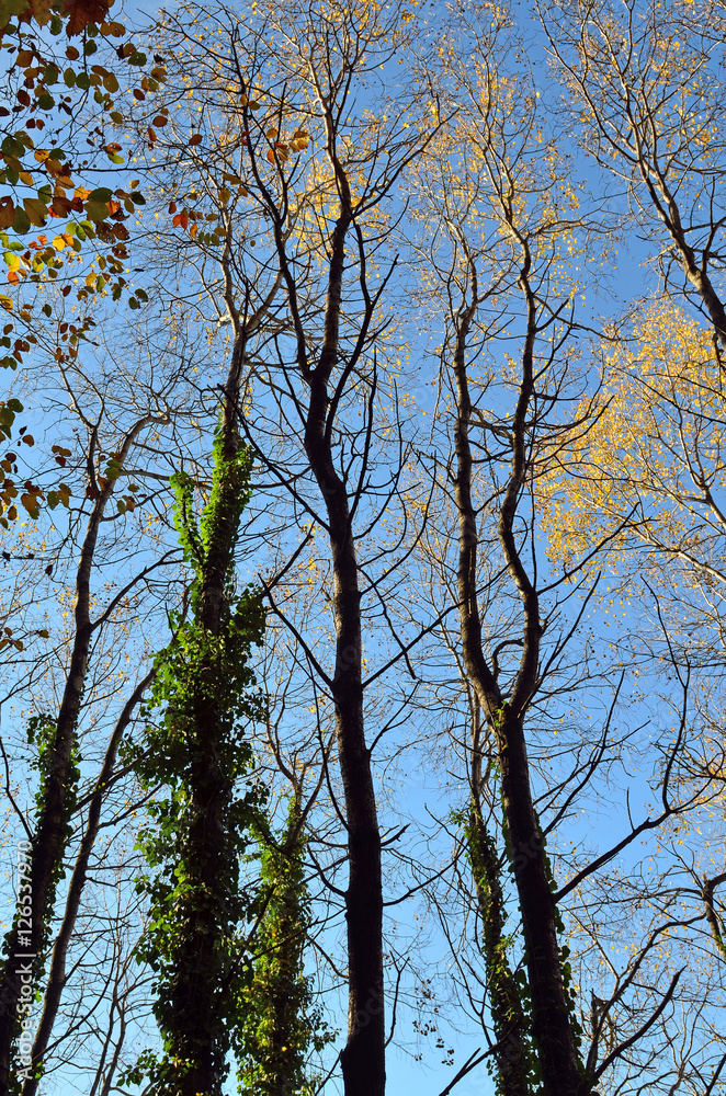 Obraz premium Bäume im Herbst