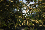 The olive (Olea europaea)
