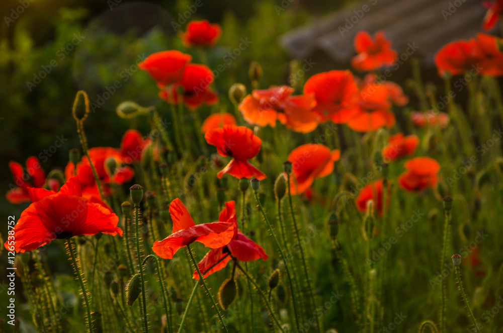 red poppies in the morning light. red poppies in the morning mist. red poppies in the evening light. poppies in the morning sunlight. red poppies in the morning light. red poppies in the morning mist. red poppies in the evening light. poppies in the morning sunlight.