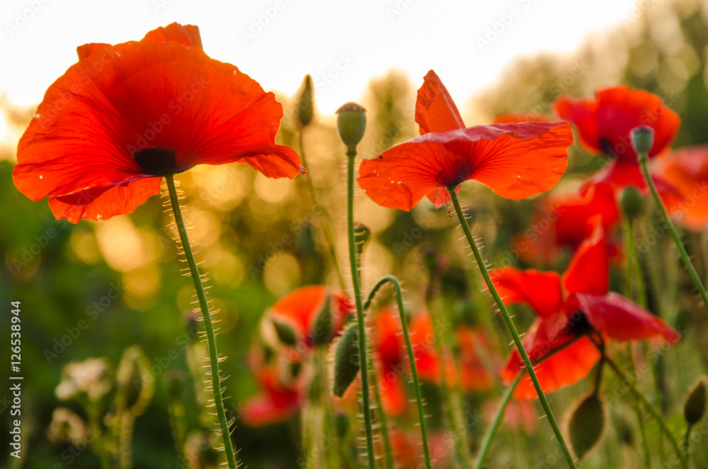 Fototapeta premium red poppies in the morning light. red poppies in the morning mist. red poppies in the evening light. poppies in the morning sunlight. 