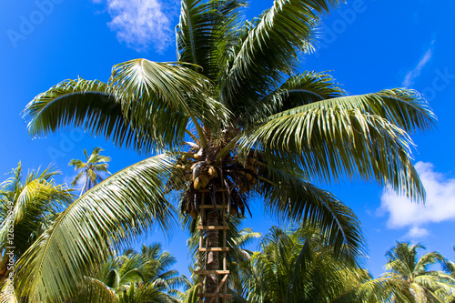Kokosnussplantage - Seychellen  La Digeu