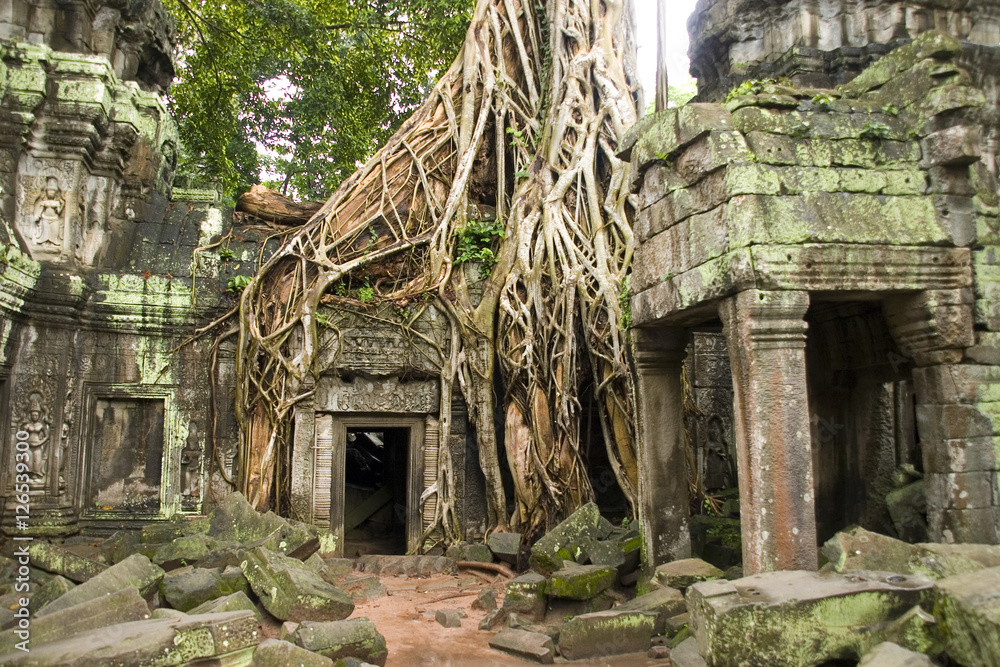 Die Natur holt sich den Tempel Ta Prohm  in Angkor in Kambodscha zurück