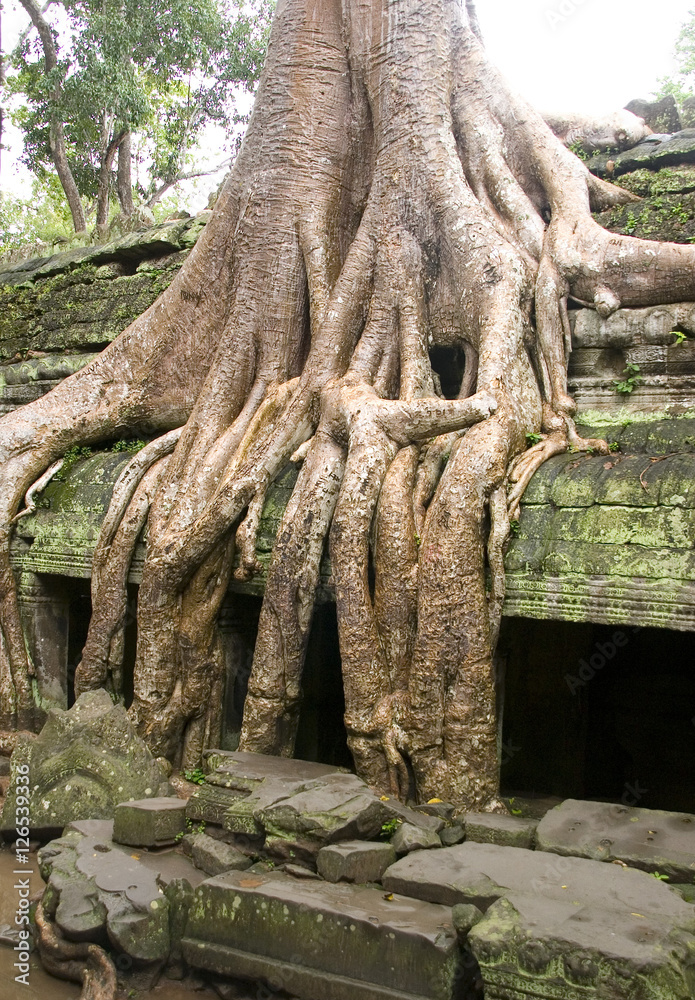 Die Natur holt sich den Tempel Ta Prohm  in Angkor in Kambodscha zurück