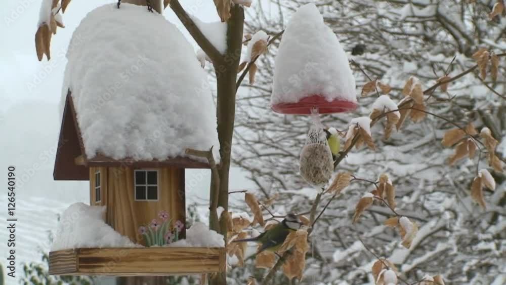 Kohl- u. Blaumeise hüpfen bei Schneefall und viel Neuschnee vom Meisenknödel zum Vogelhäuschen Kohl- u. Blaumeise hüpfen bei Schneefall und viel Neuschnee vom Meisenknödel zum Vogelhäuschen