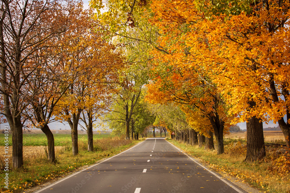 Obraz premium Beautiful romantic alley in a park with colorful trees and sunli