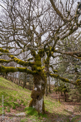 Old oak tree photo