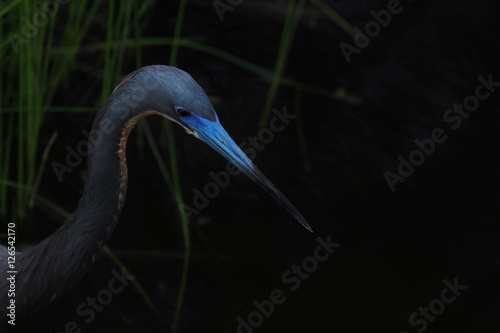 Tricolored heron at night.  Close-up on black background
