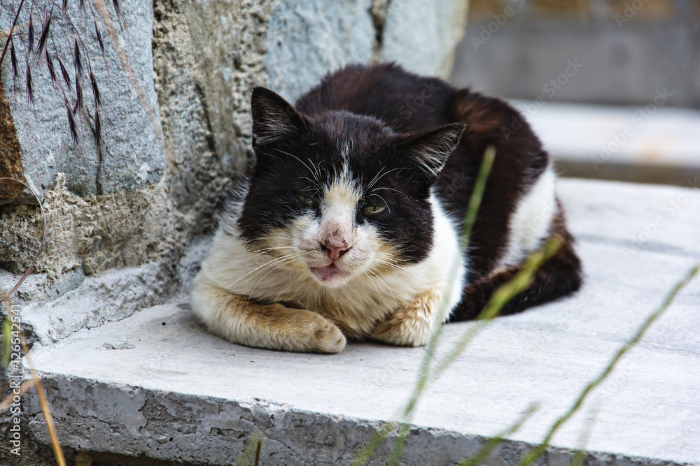 Fototapeta premium Dirty old black and white cat