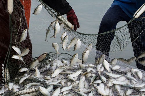 On the fisherman boat,Catching many fish at mouth of Bangpakong river in Chachengsao Province east of Thailand. photo