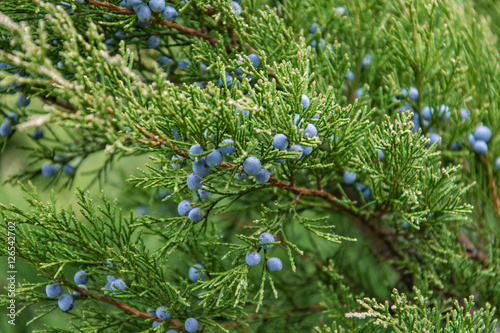 Branches of juniper with berries
