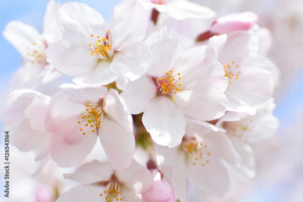 Cherry blossom Cherry blossom