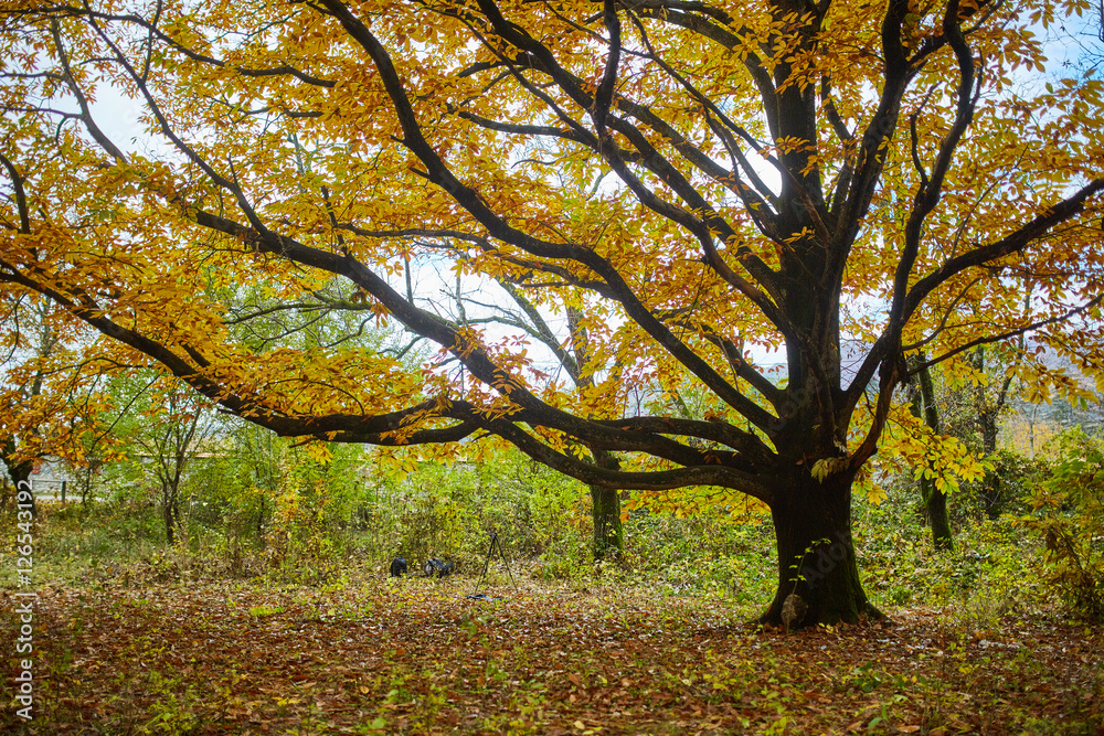 Deciduous forest in the autumn