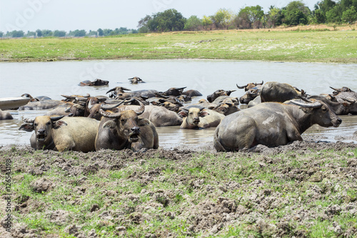 Buffalo relaxing in the water