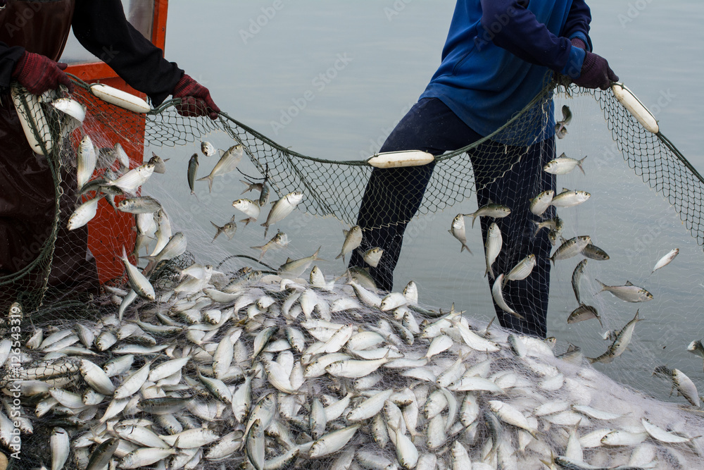 Naklejka premium On the fisherman boat,Catching many fish at mouth of Bangpakong river in Chachengsao Province east of Thailand.