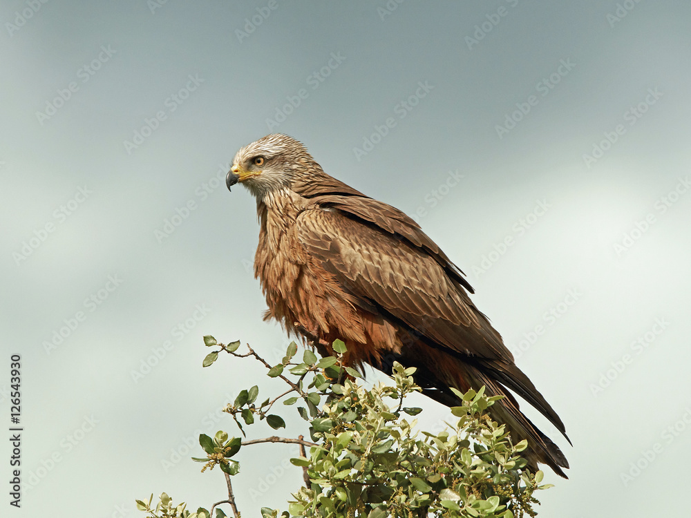 Fototapeta premium Black kite (Milvus migrans)