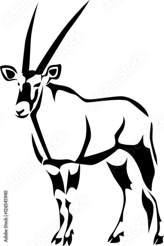 Gemsbok - oryx gazelle photo