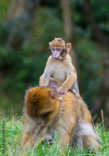 Barabary Macaque pigyback