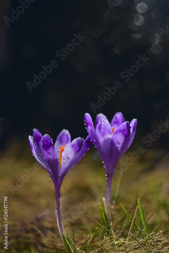 two delicate crocus flower covered with dew drops on a black background. beautiful circles of sunlight, natural dark forest background. 