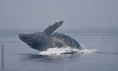 Breaching Humpback Whale © Betty Sederquist