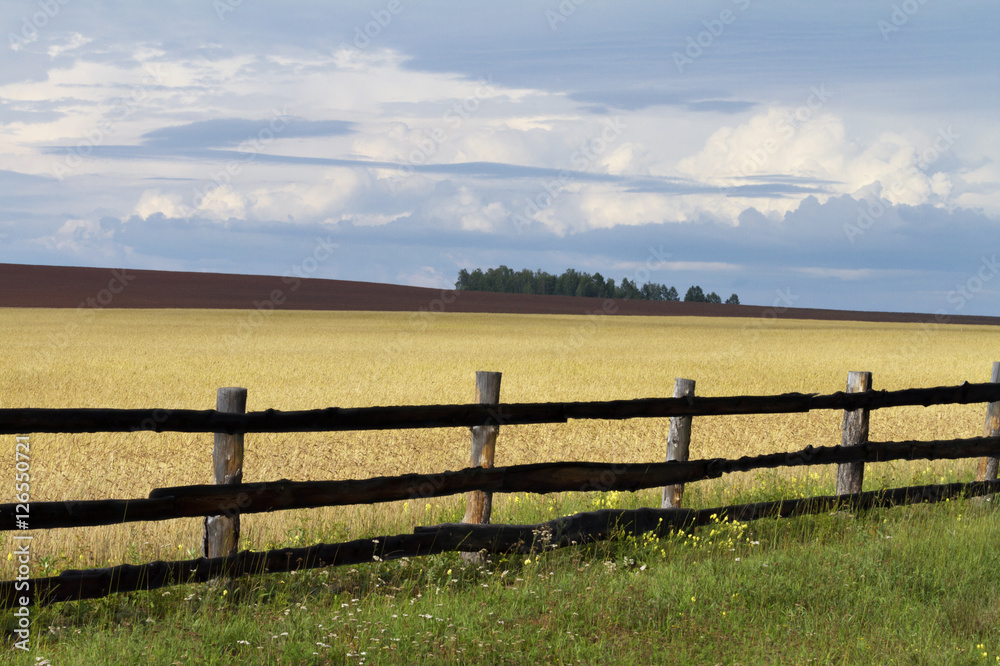 wheat field behind a fence, rural landscape, farm wheat field behind a fence, rural landscape, farm