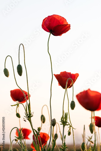 Red poppies on white, nature art background